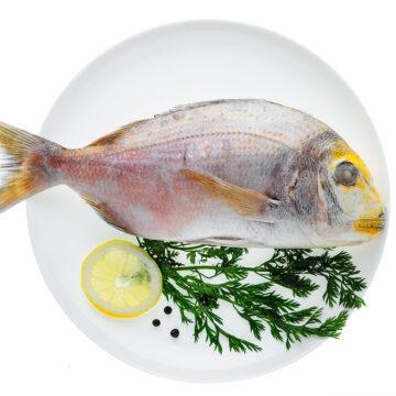 Pesce Dentice Intero